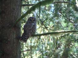 Barred owl, Hope Island, WA
